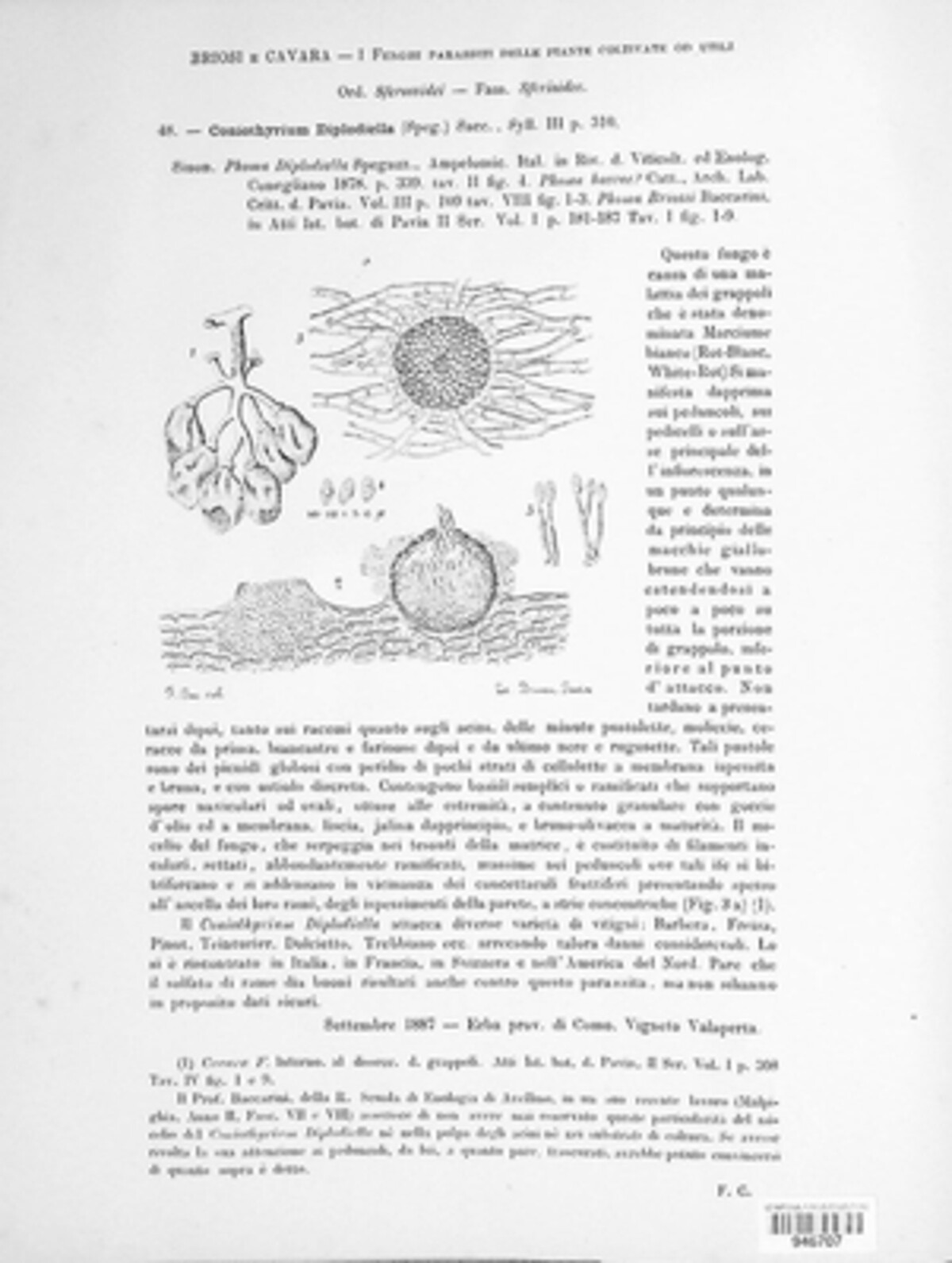 Schizoparmaceae image
